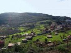 تيزي وزو: إطلاق مناقصة وطنية لإقتناء 200 ألف شجيرة زيتون