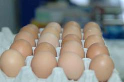 أسعار البيض في ارتفاع مستمر بسطيففيما انخفضت أسعار اللحوم البيضاء