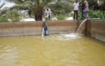 Biskra : Une délégation de la FAO s'enquiert de l'aquaculture intégrée à l'agriculture
