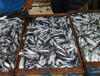 إنشاء 15 نقطة لبيع الأسماك عبر كامل تراب ولاية سيدي بلعباسفي إطار تشجيع الشباب على ولوج عالم الاستثمار في مجال تربية المائيات