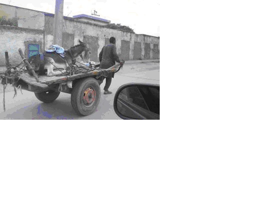 LA FABLE DU BOURRICOT,