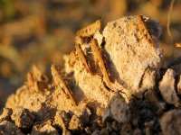 Apparition d'essaims de criquets à Biskra