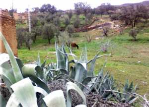 Béni Boussaid, une commune agricole qui mérite beaucoup d’attention