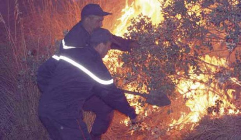 الحرائق تتلف 120هكتار من الغابات في بومرداس