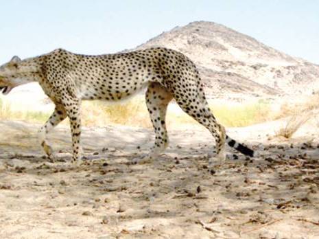 Sur la piste du guépard de l'AhaggarIl est l'un des derniers grands prédateurs du Sahara