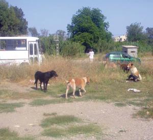 2000 عضة منذ بداية السنة ضحاياها أطفال                    الكلاب المتشردة تفرض حظر التجول بقسنطينة