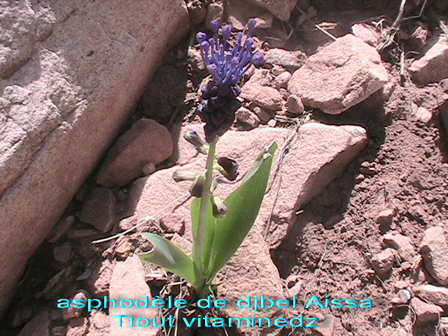 asphodèle de djbel  Aissa Tiout