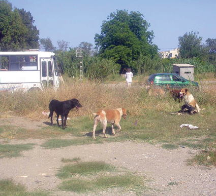 2000 عضة منذ بداية السنة ضحاياها أطفال                    الكلاب المتشردة تفرض حظر التجول بقسنطينة
