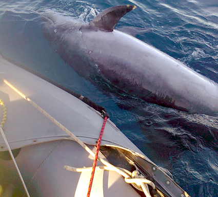 تلمسان                    العثور على دلفين ميت بشاطئ مخلد