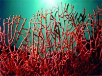 Réouverture de la pêche du corail dans un cadre organisé (ministre)