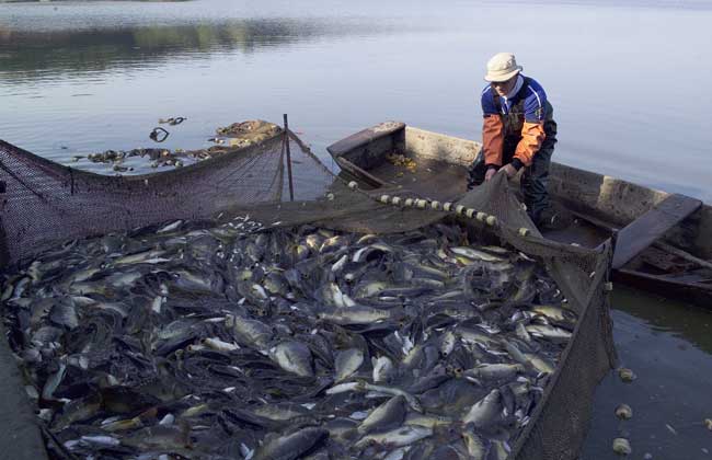 Algérie - De la difficulté à aller à la pêche avec l'Ansej et ses s'urs...