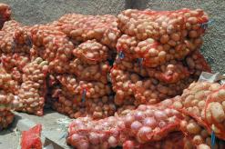 100 ألف طن من البصل عرضة للتلف بمعسكرمنتوج البطاطا يواجه نفس المصير