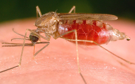 حالة المصابيْن بحمى الملاريا بوهران لا تدعو للقلق