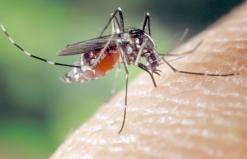 اجتماع طارئ للجنة خبراء وطنيين في الملاريا غدا الإثنين بالعاصمةفيما أكدت مصادر طبية أن حالة المصابين الاثنين بوهران لا تدعو للقلق