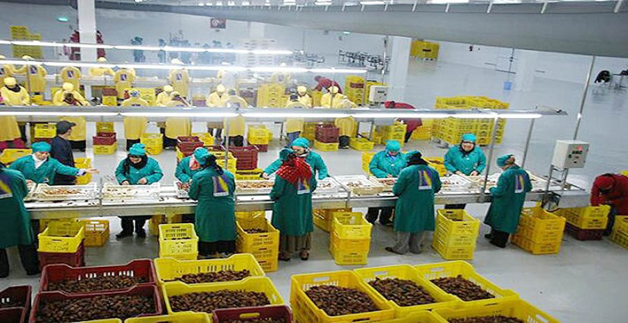 Exposition à Biskra : Les opportunités d'exportation de dattes vers l'Indonésie