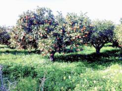 الذبابة البيضاء بمعسكر تتلف 10 هكتارات من الحوامضقلة الأمطار مصدر تهديد آخر لمنتوج البرتقال