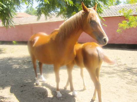 L'avenir incertain de l'étalon algérienJumenterie de Tiaret