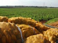Hausse de la production de la pomme de terre à 50 millions de quintaux en 2013 (ministre)