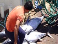 Thon rouge : l'Algérie continuera à défendre ses intérêts jusqu'au recouvrement de son quota historique (responsable)