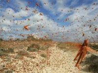 L'Algérie compte mettre en place un plan d'action pour la lutte antiacridienne