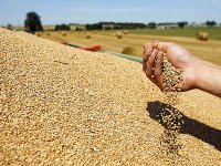 Céréales : hausse de 5% de la facture des importations les dix premiers mois de 2013