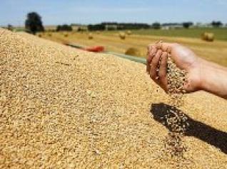 Céréales : hausse de 5% de la facture des importations les dix premiers mois de 2013