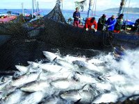 L'Algérie veut une hausse des quotasPêche du thon rouge
