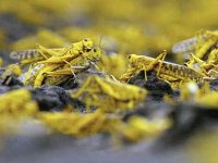 Dix pays africains se concertent sur les moyens de riposteMenace acridienne