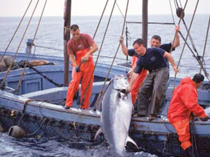 Afin de retrouver le quota historique de thon rouge : L'Algérie mettra tout en place pour défendre ses intérêts