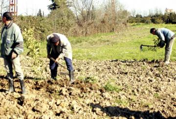 مديرية الفلاحة بخنشلة تهدد بسحبها من أصحابها