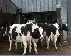 منتجو حليب الأبقار بعنابة يطالبون برفع السعر إلى 40دينار