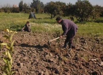 فلاحو غرب ولاية الشلف يتنبّؤون بموسم فلاحي فاشل