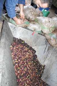 Près de 10 millions de litres d'huile attendus