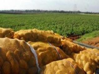 Hausse de la production de la pomme de terre à 50 millions de quintaux en 2013