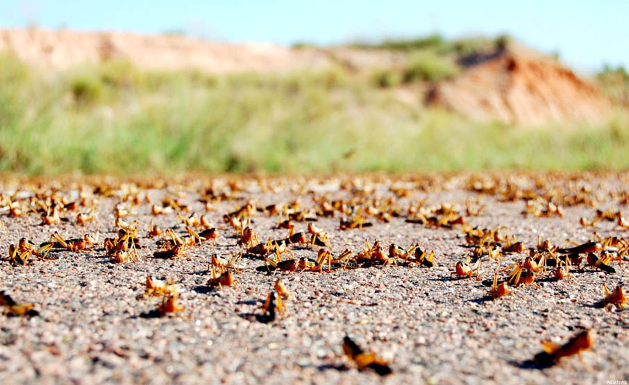 Lutte antiacridienne