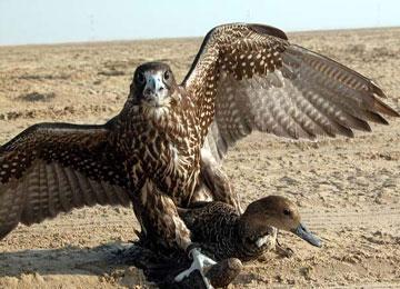 حجز 15 صقرا خليجيا وذخيرة حية في البيض