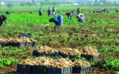 La prochaine campagne pomme de terre risque d'être compromise