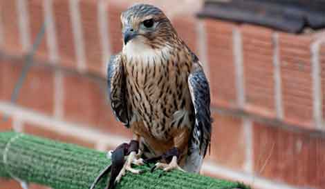 تفكيك بالبيض شبكة تهريب الصقور وحجز أجهزة اتصال متطورة