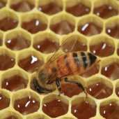 تطور مستمر في إنتاج العسل بولاية سكيكدة