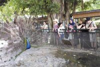 Divertissement au Jardin d'Essai