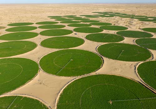 Algérie - Désillusionnés, les oléiculteurs d'El Oued se tournent vers la culture de la pomme de terre