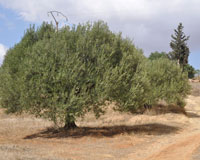 Tizi Ouzou / Elle infecte l'olivier