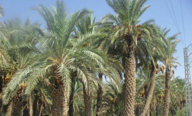 مصير مجهول لأزيد من 13 ألف نخلة بقرية أكفادو بتيزي وزو