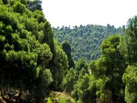 Environ 500 athlètes à une course de marche en montagne à Tlemcen