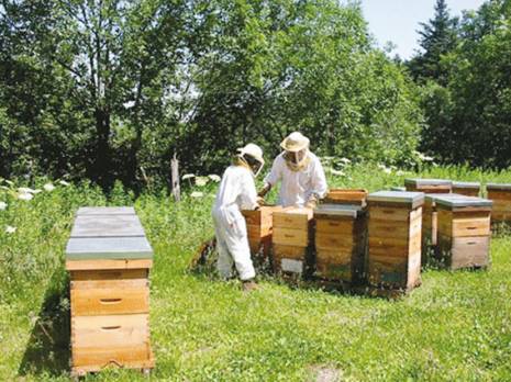 Le dur combat des apiculteurs