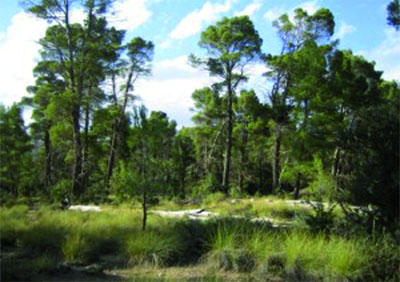 Conservation des forêts