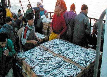 مديرية الصيد البحري بالشلف تقترح مشروع تنظيم بيع السمك بالتجوال