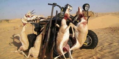 Pétition contre le braconnage pratiqué par les émirs du Golf dans le Sahara Algérien