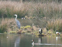 El-Tarf / Ornithologie