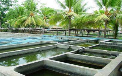 L'aquaculture, une alternative prometteuse